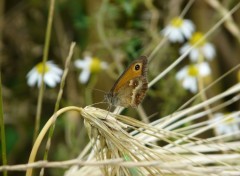 Fonds d'cran Animaux papillons