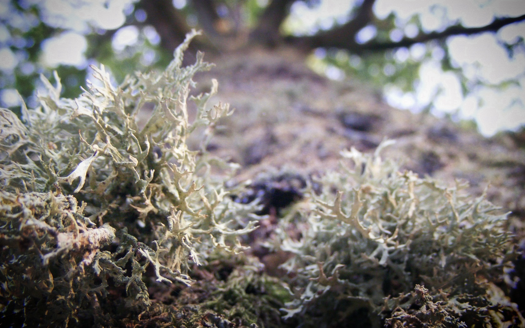 Wallpapers Nature Moss - Lichens Lichen barbu