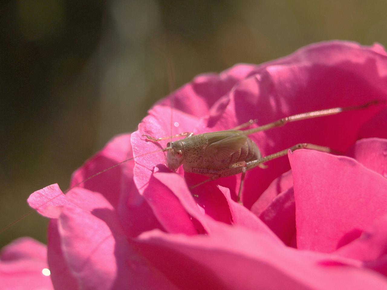 Fonds d'cran Animaux Insectes - Sauterelles et Criquets Sauterelle sur une rose