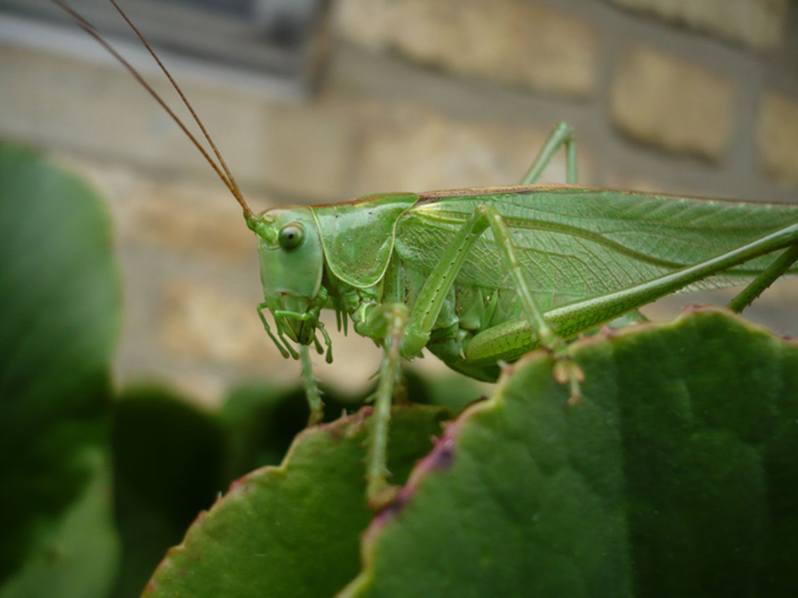 Fonds d'cran Animaux Insectes - Sauterelles et Criquets 