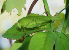 Fonds d'cran Animaux sauterelle sur un rosier