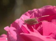 Fonds d'cran Animaux Sauterelle sur une rose