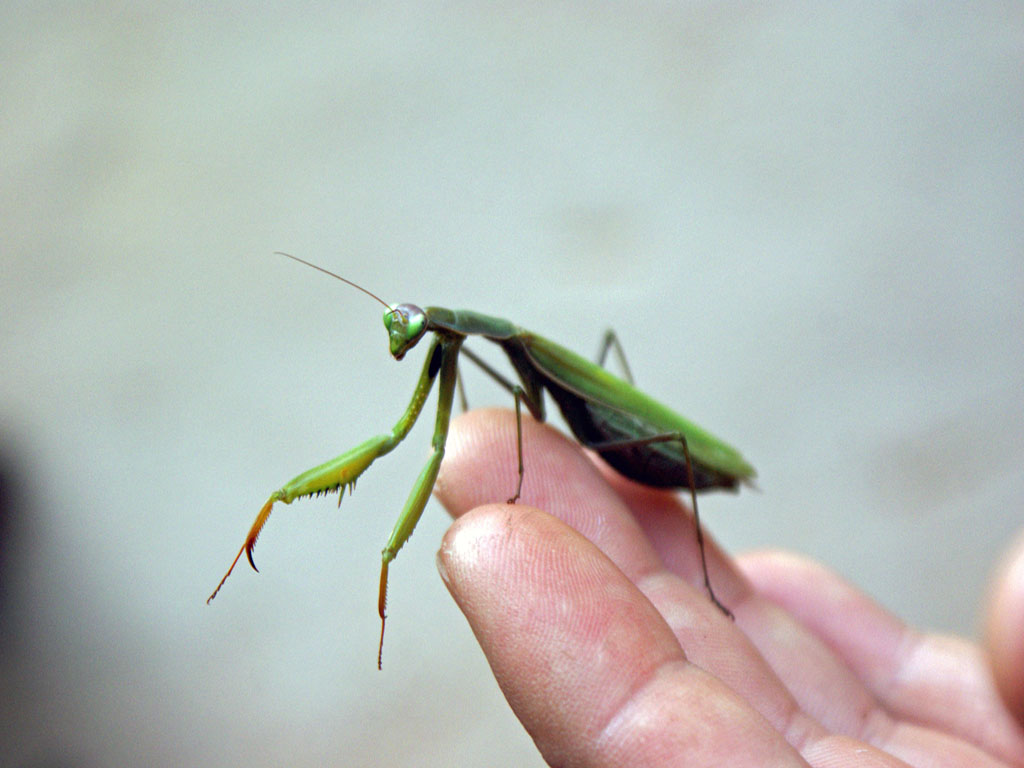 Fonds d'cran Animaux Insectes - Mantes Religieuse 