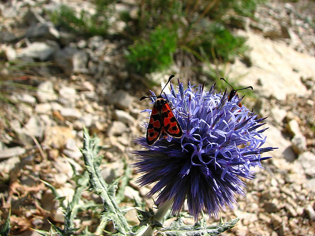 Fonds d'cran Animaux Insectes - Papillons Zigana fausta sur un chardon echinops