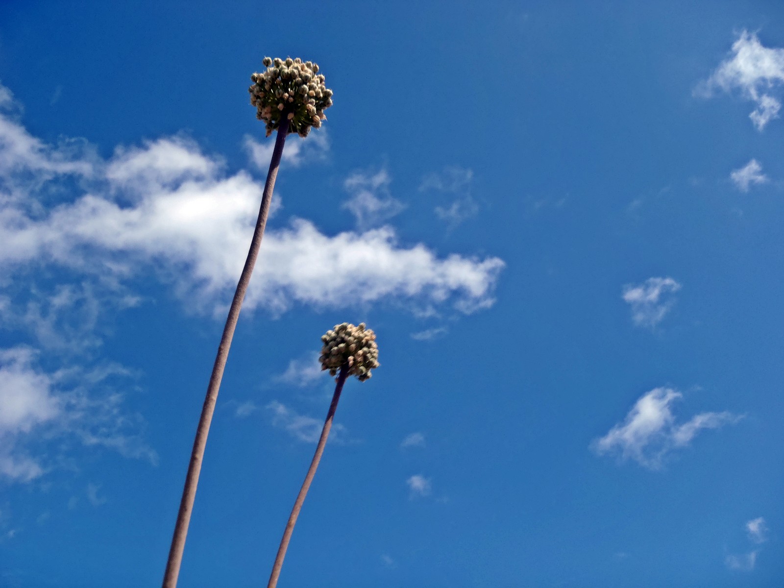 Wallpapers Nature Flowers On pourrait dfinir le ciel comme l'endroit que les hommes vitent. Thoreau (Henry)