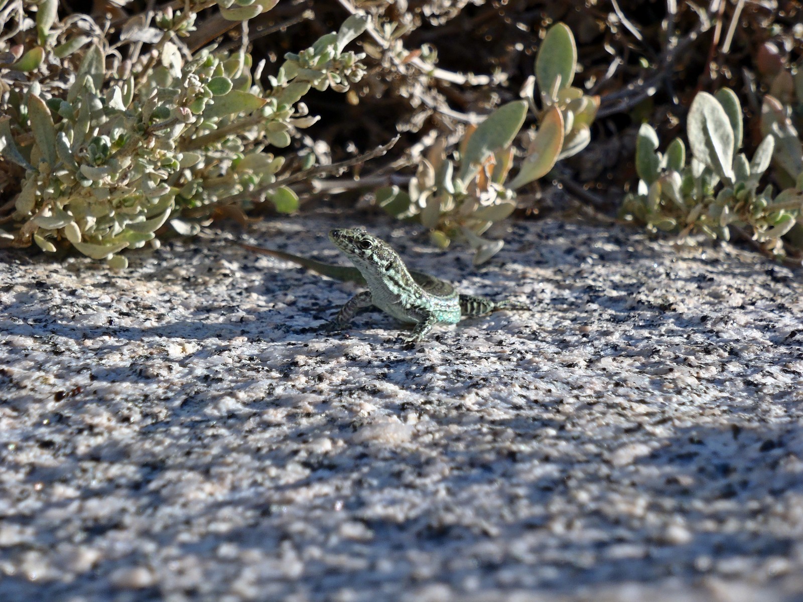 Fonds d'cran Animaux Lzards - Iguanes Les lzards sont prs  sacrifier leur queue pour survivre contrairement  l'homme (Une petite touche d'humeur ;D)