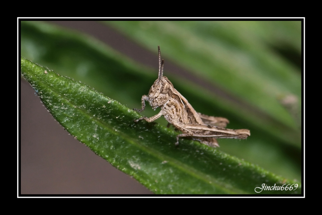 Fonds d'cran Animaux Insectes - Sauterelles et Criquets sauterelle percher sur son herbe