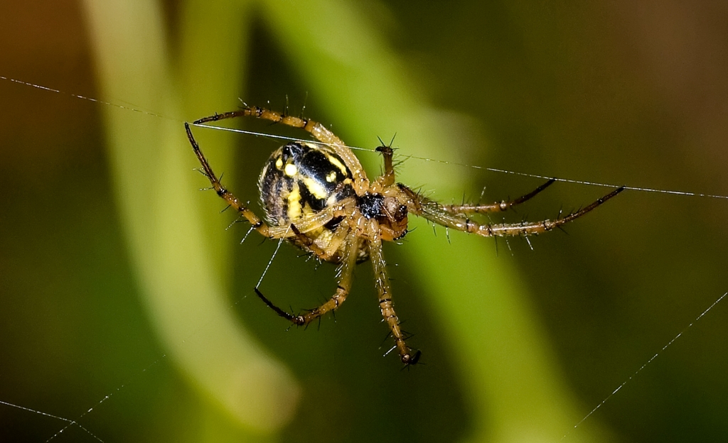 Fonds d'cran Animaux Araignes 