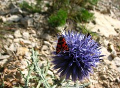 Fonds d'cran Animaux Zigana fausta sur un chardon echinops