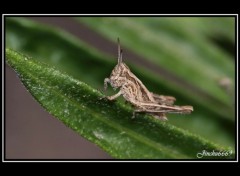 Fonds d'cran Animaux sauterelle percher sur son herbe