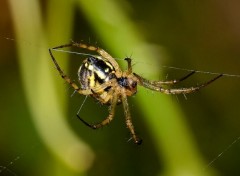 Fonds d'cran Animaux Image sans titre N267891