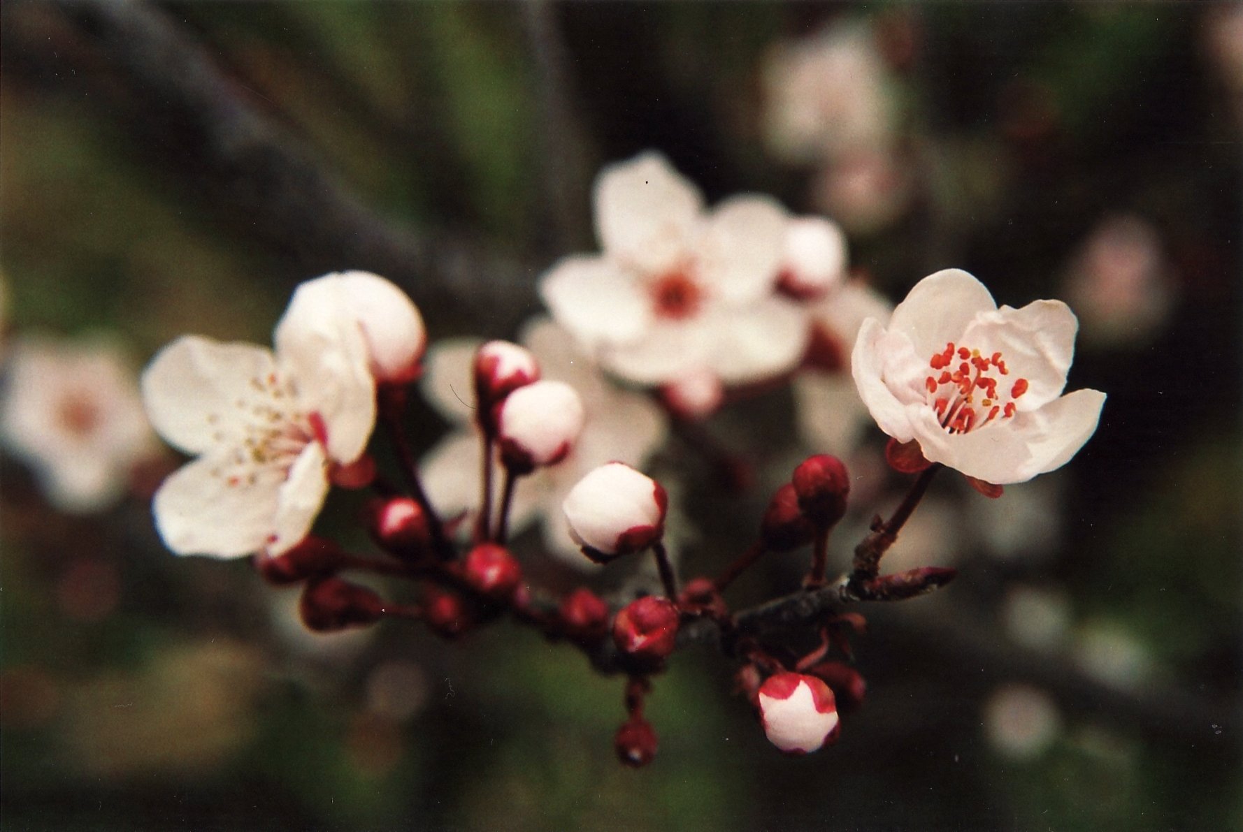 Fonds d'cran Nature Fleurs Tendresse