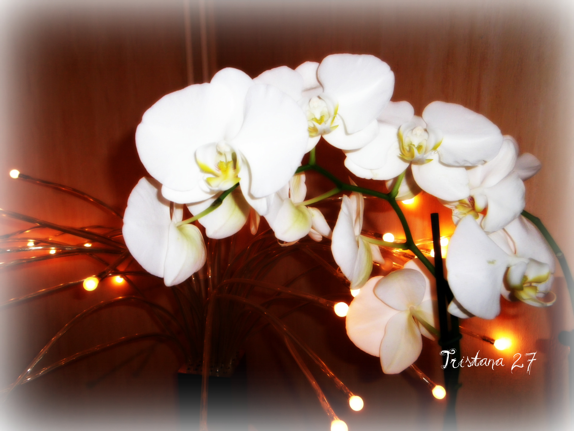 Wallpapers Nature Flowers Orchides...