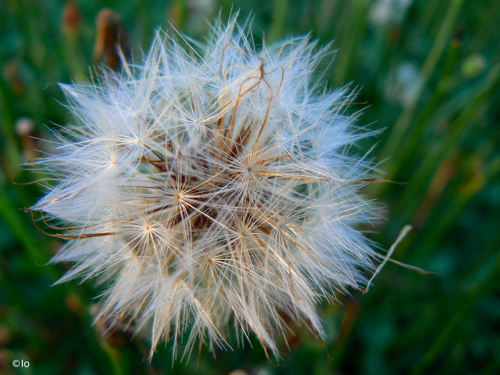 Fonds d'cran Nature Fleurs Dent-de-lion