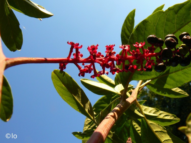 Fonds d'cran Nature Fleurs Teinturier