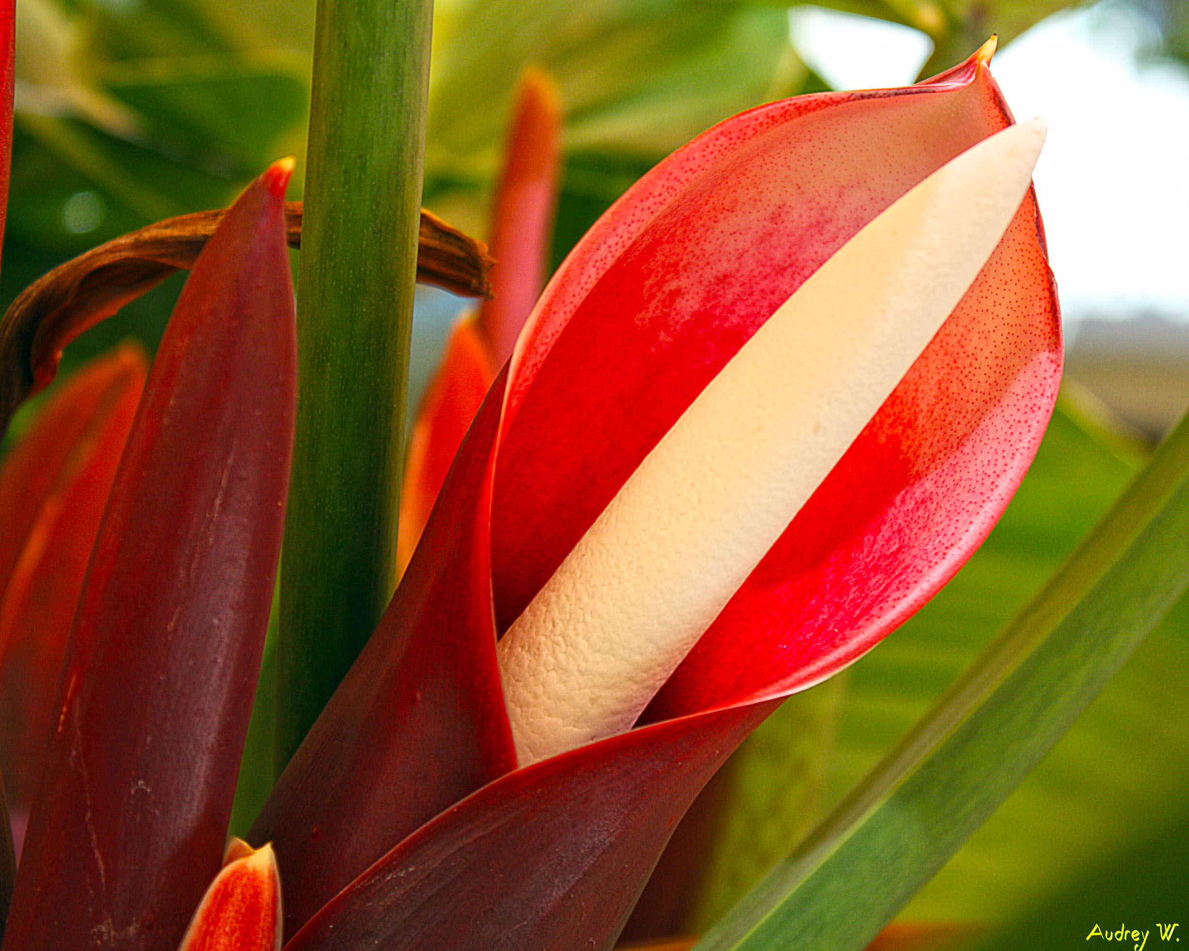 Fonds d'cran Nature Fleurs 