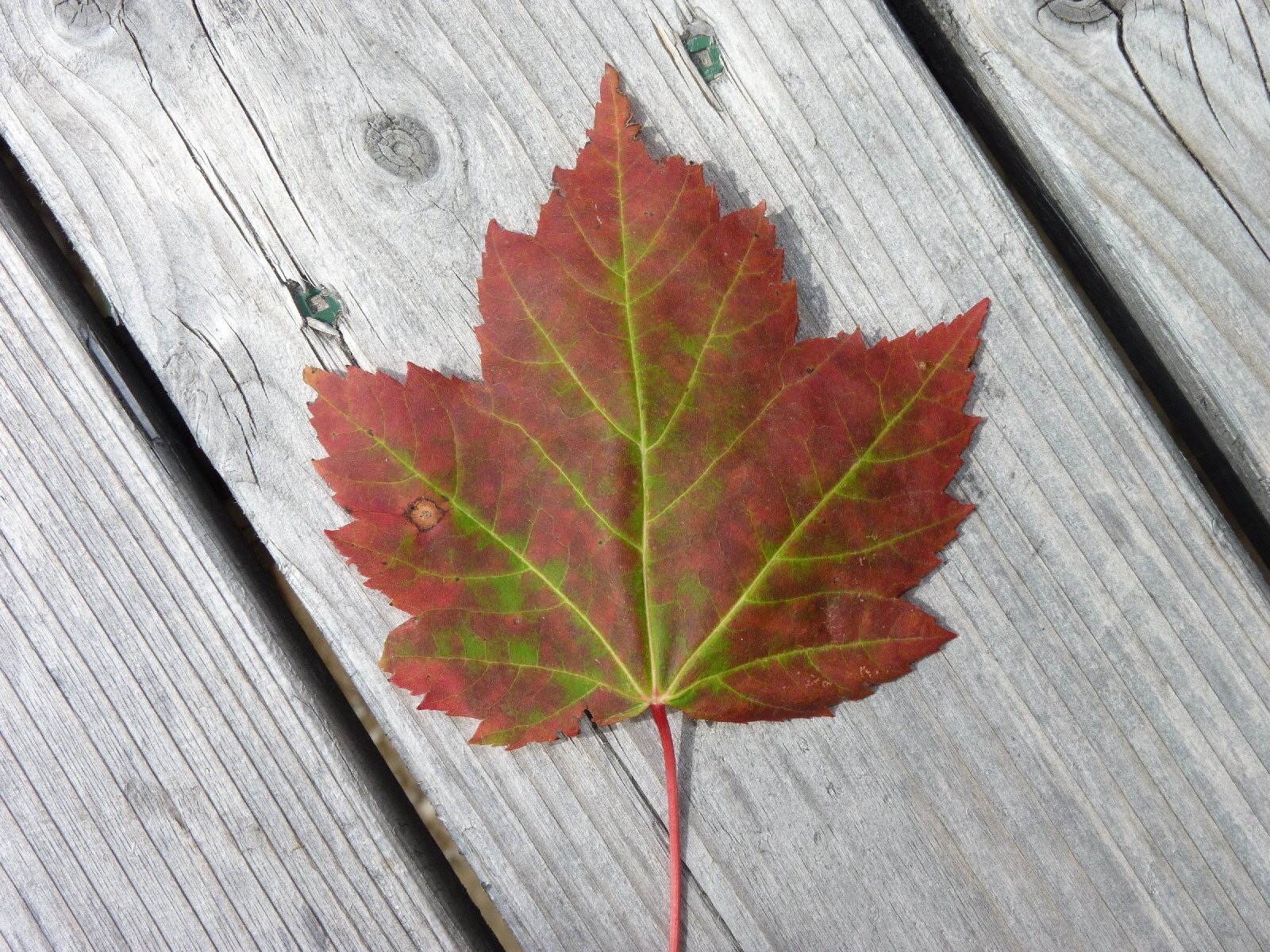 Fonds d'cran Nature Feuilles - Feuillages Welcome to Canada