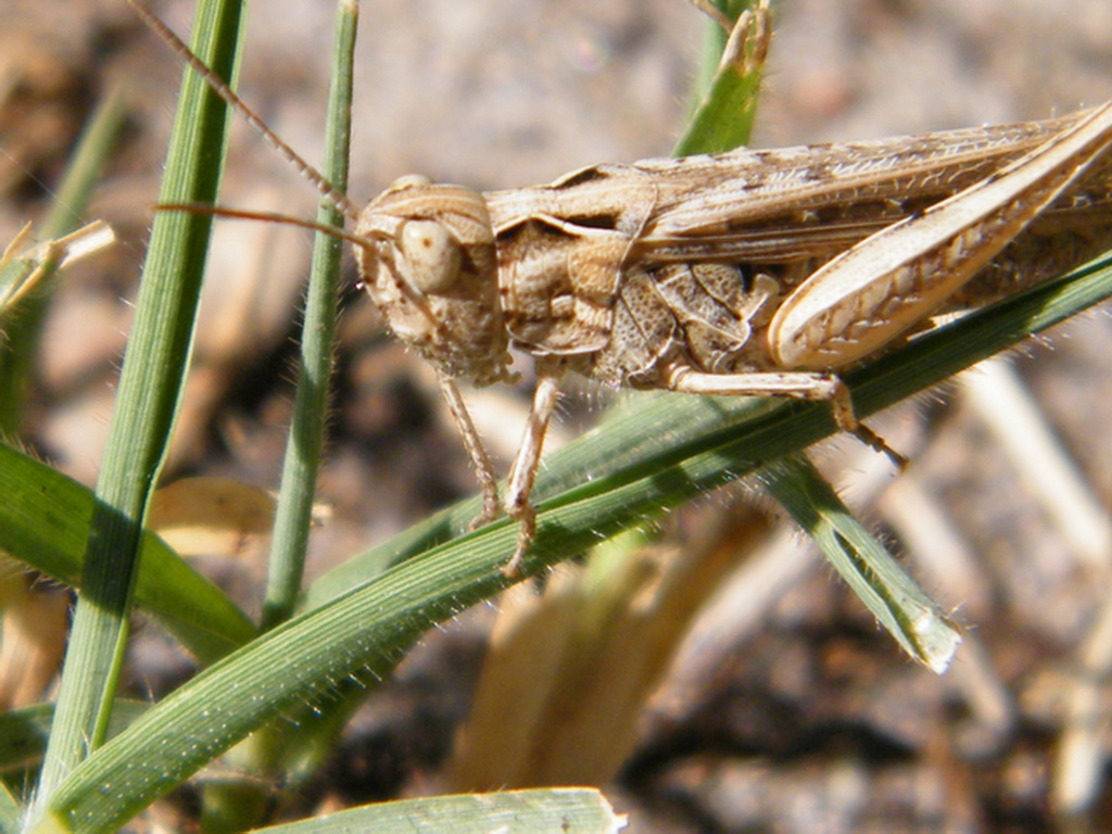 Fonds d'cran Animaux Insectes - Sauterelles et Criquets 