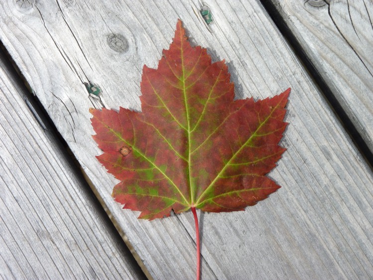 Fonds d'cran Nature Feuilles - Feuillages Welcome to Canada