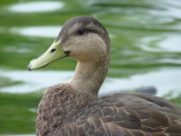 Fonds d'cran Animaux Oiseaux - Canards Smile's Duck!!