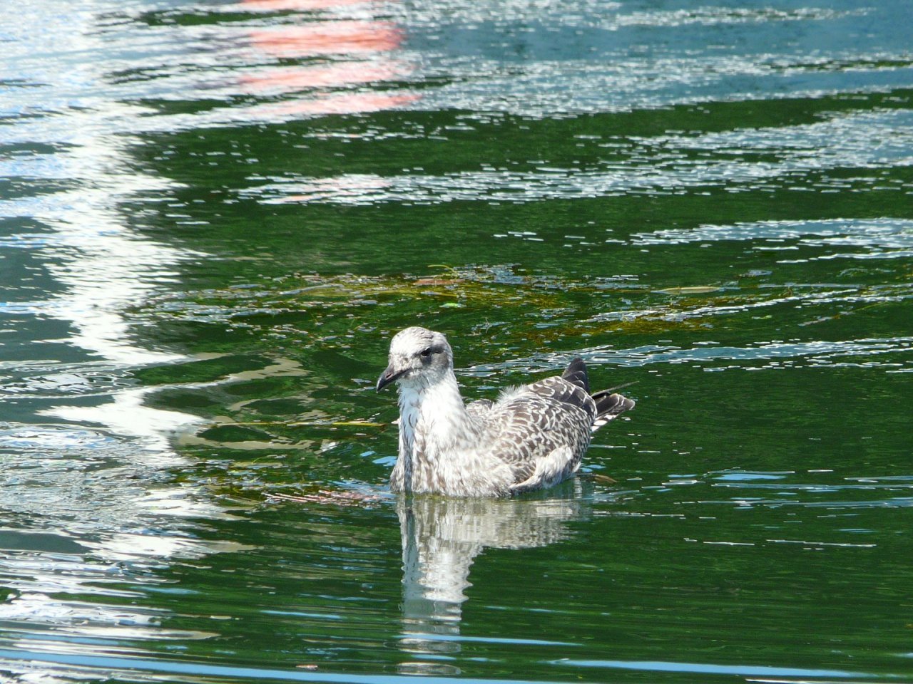 Wallpapers Animals Birds - Misc mouette 