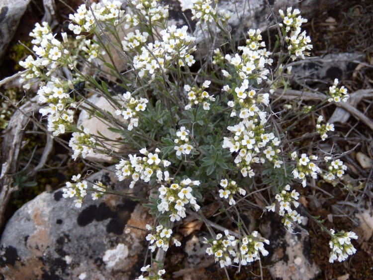 Fonds d'cran Nature Fleurs Fleurs