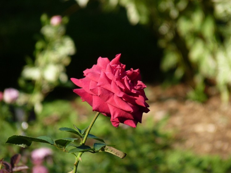 Fonds d'cran Nature Fleurs La Rosa