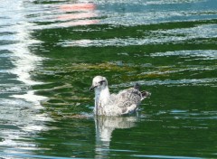 Fonds d'cran Animaux mouette 