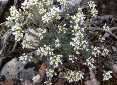 Fonds d'cran Nature Fleurs