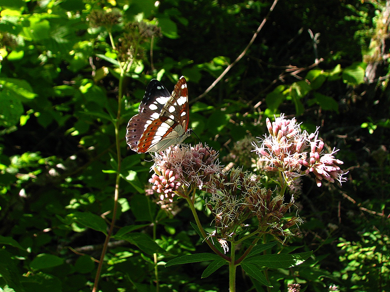 Wallpapers Animals Insects - Butterflies Le Sylvain azur ou Nymphale du peuplier