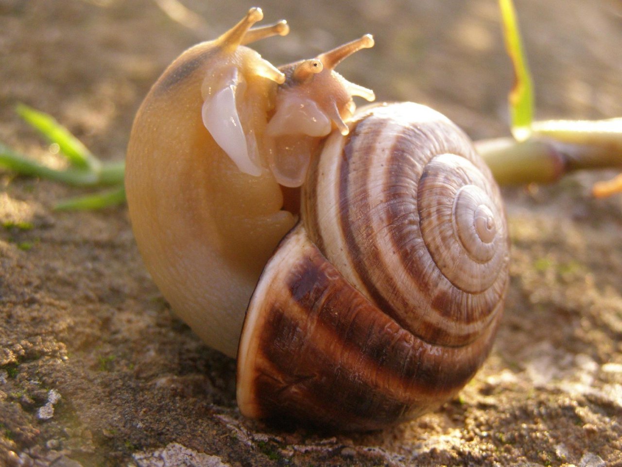 Wallpapers Animals Snails - Slugs Hermaphrodites, vous dites ?