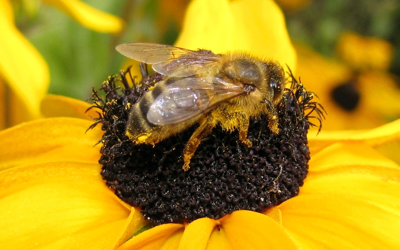 Fonds d'cran Animaux Insectes - Abeilles Gupes ... Butineuse