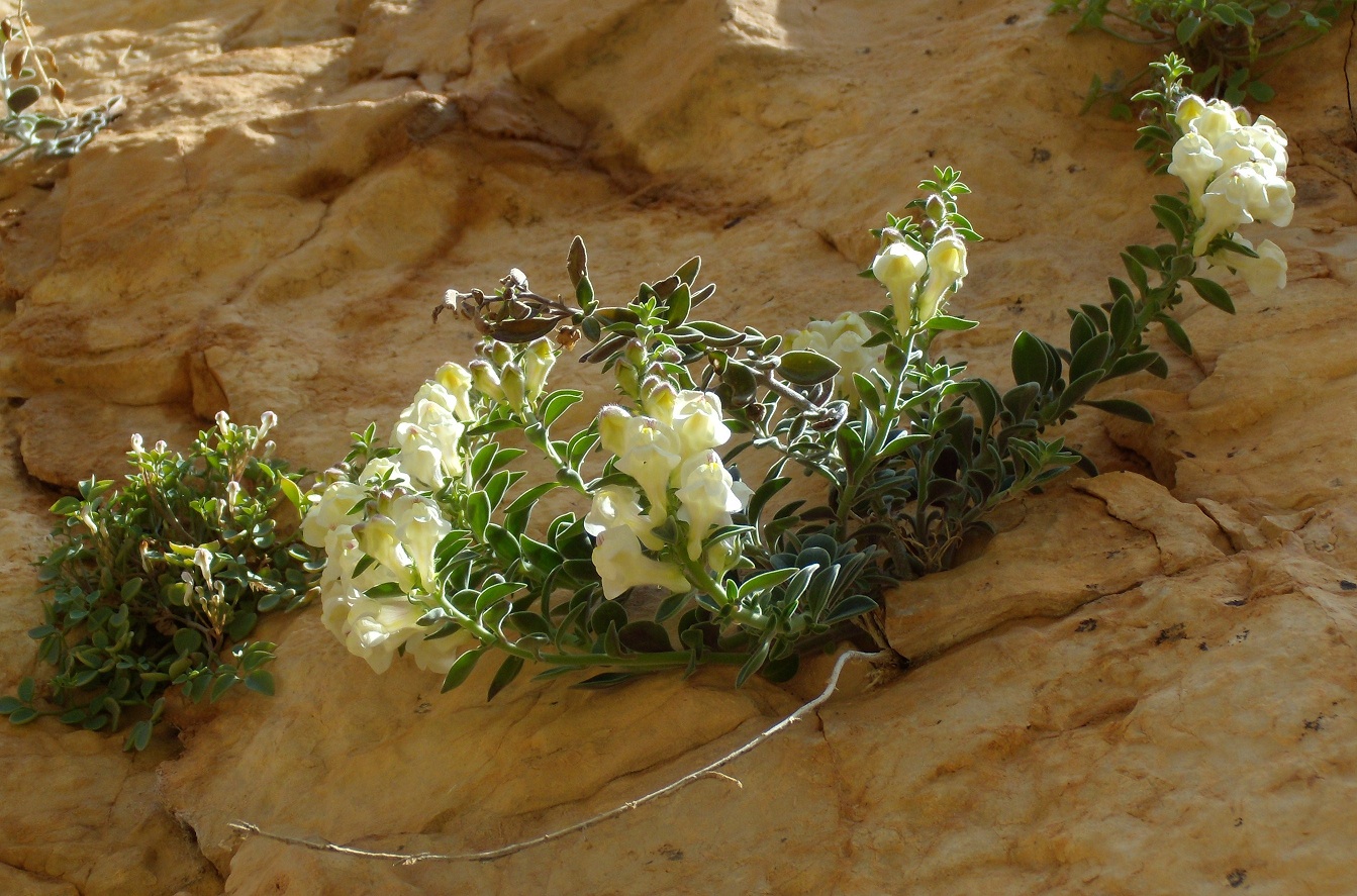 Fonds d'cran Nature Fleurs Fleurs