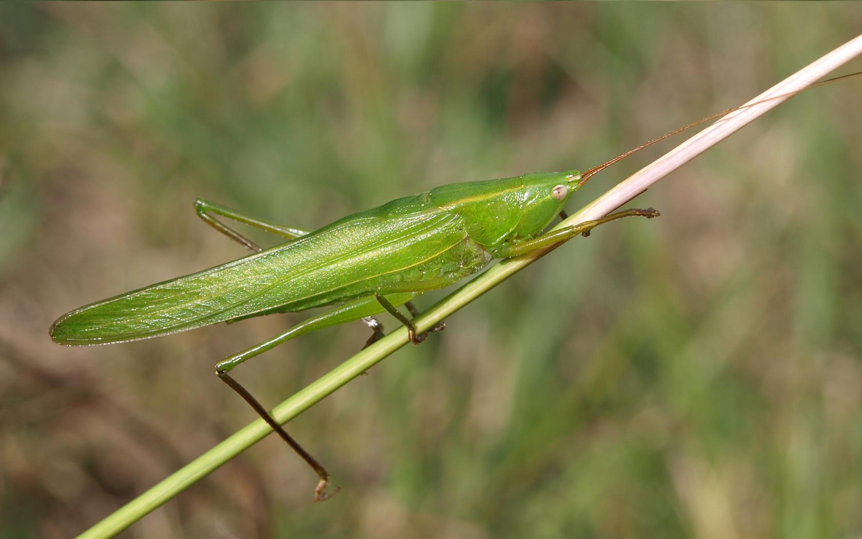 Fonds d'cran Animaux Insectes - Sauterelles et Criquets 