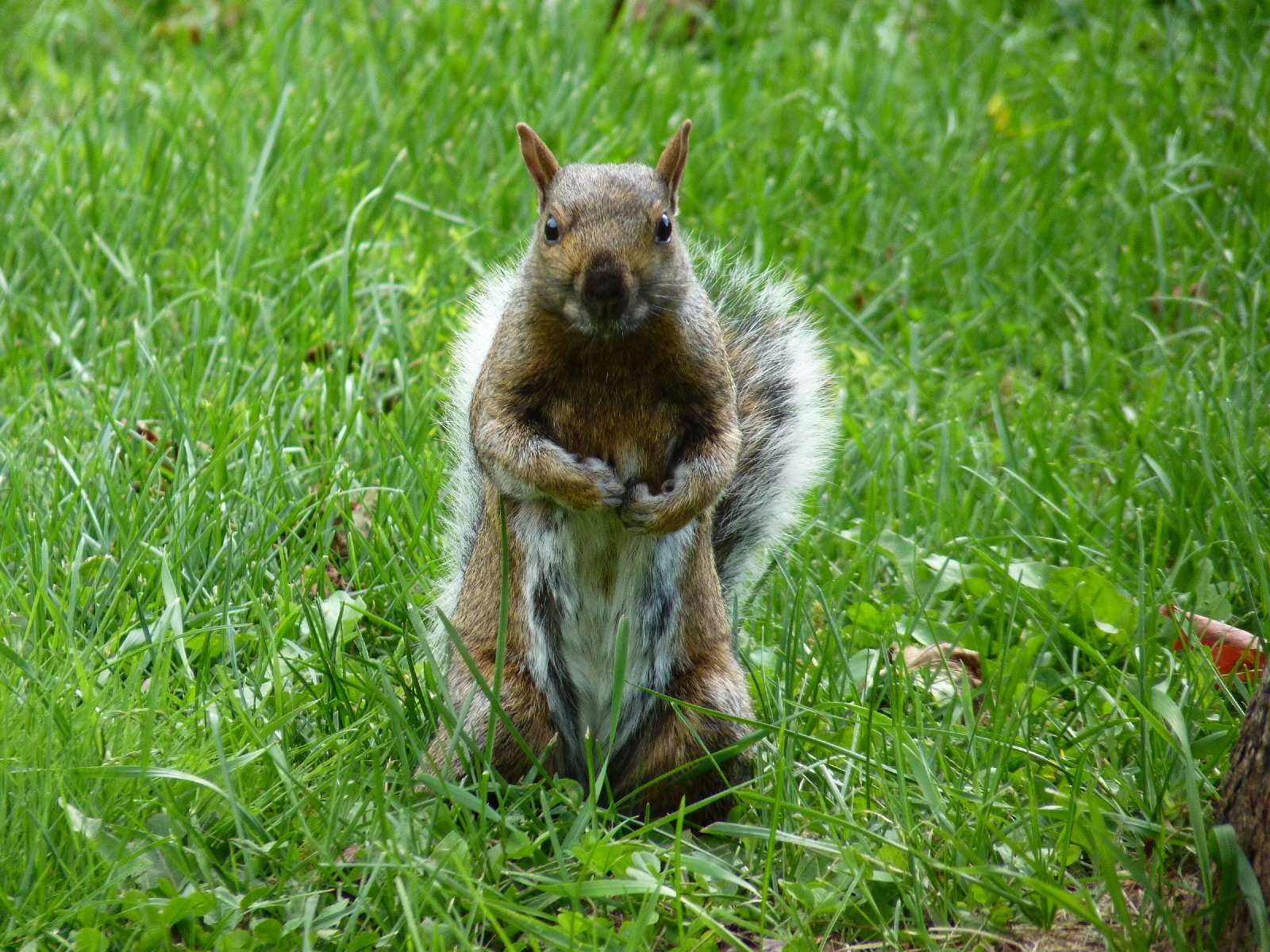 Fonds d'cran Animaux Rongeurs - Ecureuils Observateur