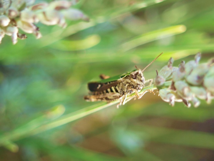 Fonds d'cran Animaux Insectes - Sauterelles et Criquets Sauterelle dans la lavande