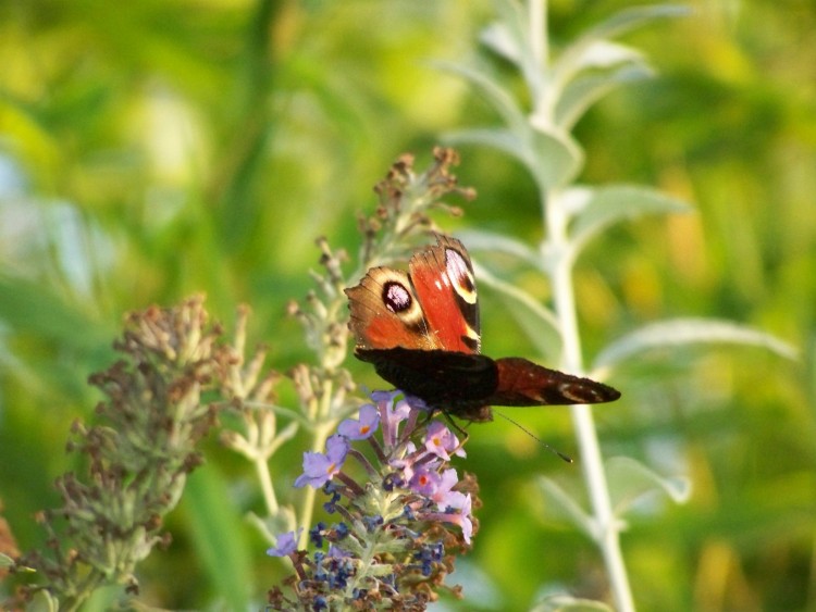 Wallpapers Animals Insects - Butterflies papillon sur un lilas