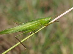 Fonds d'cran Animaux Image sans titre N268418