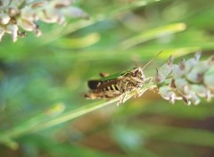 Fonds d'cran Animaux Sauterelle dans la lavande