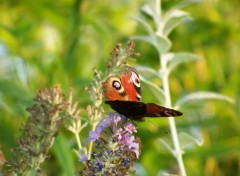 Wallpapers Animals papillon sur un lilas