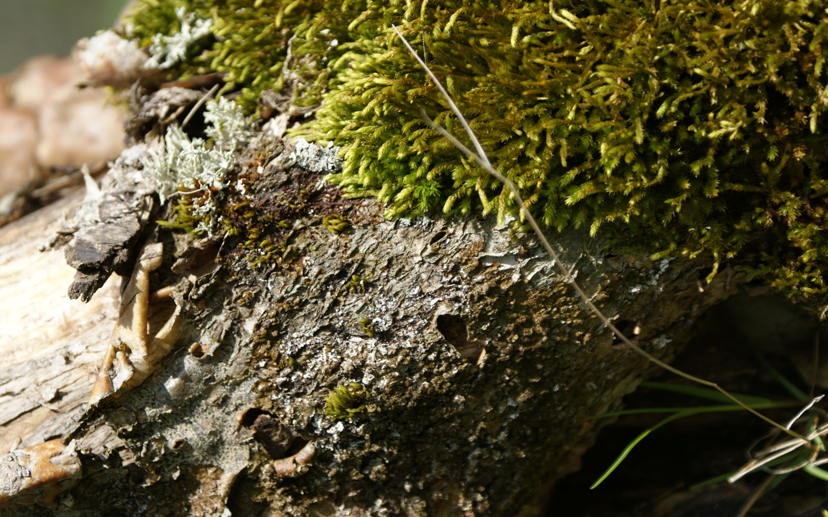 Fonds d'cran Art - Numrique Nature - Arbres, Plantes 