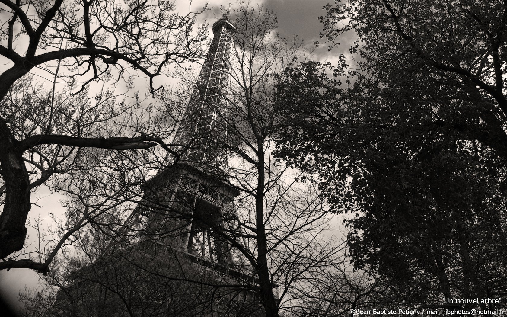 Fonds d'cran Voyages : Europe France > Ile-de-France > Paris Un nouvel arbre