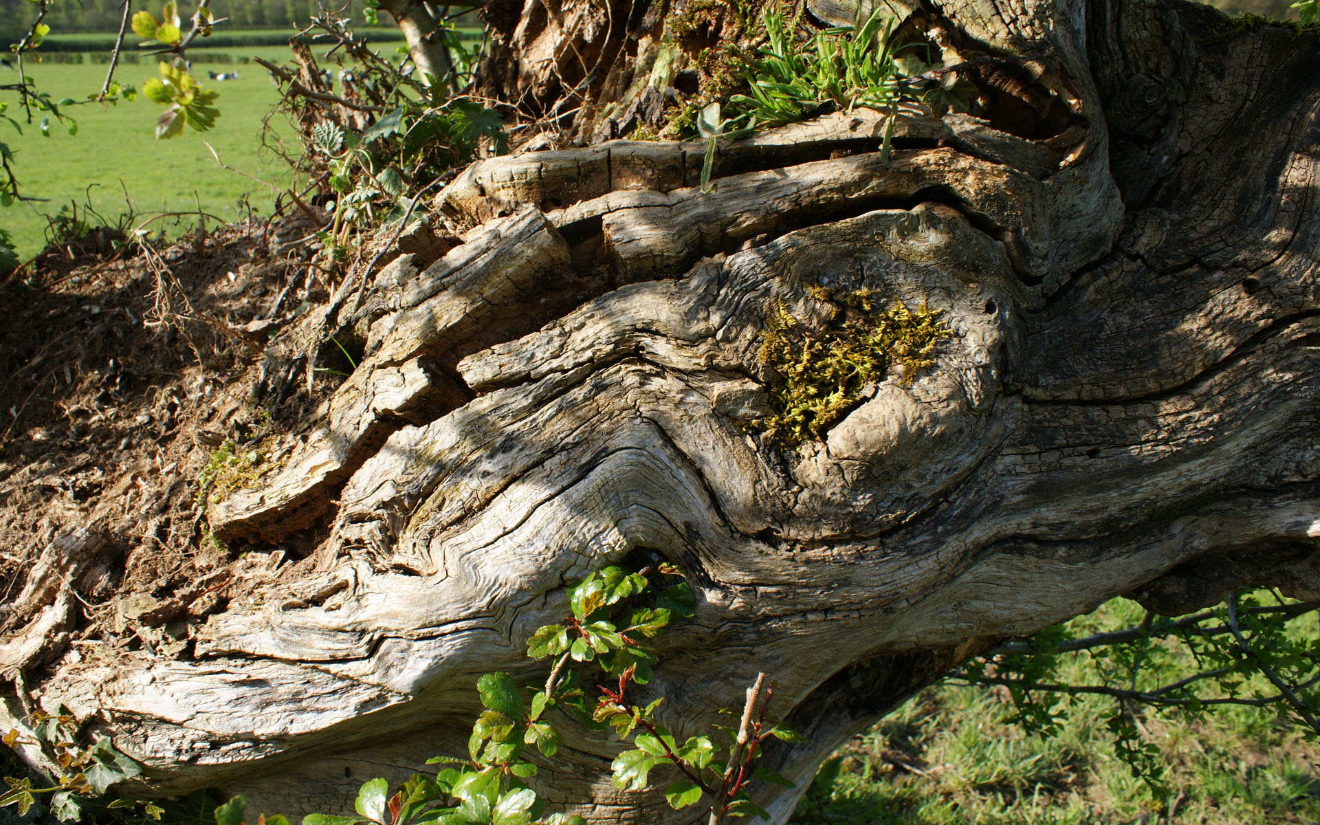 Fonds d'cran Nature Arbres - Forts 