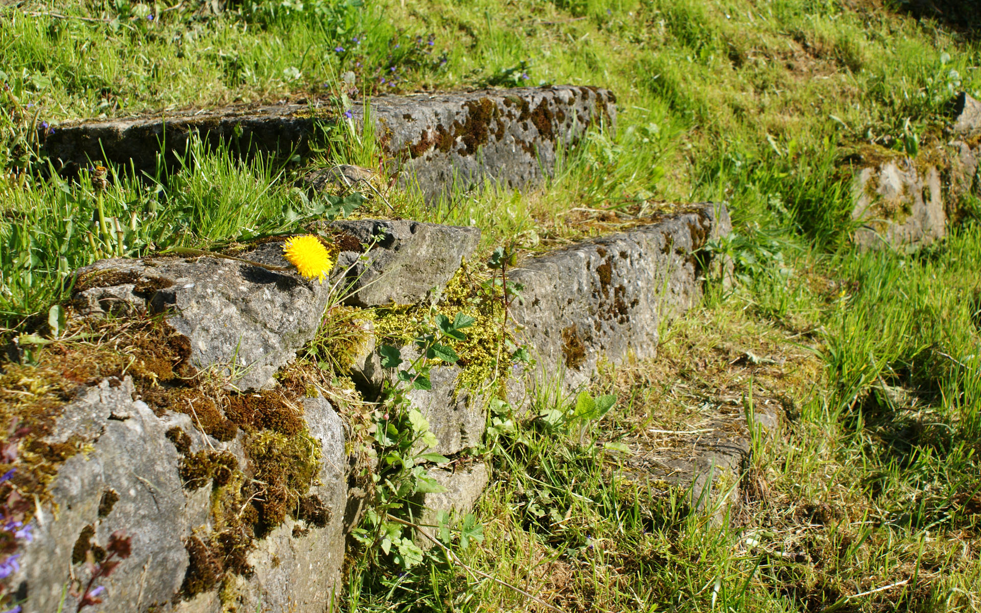 Fonds d'cran Nature Fleurs 