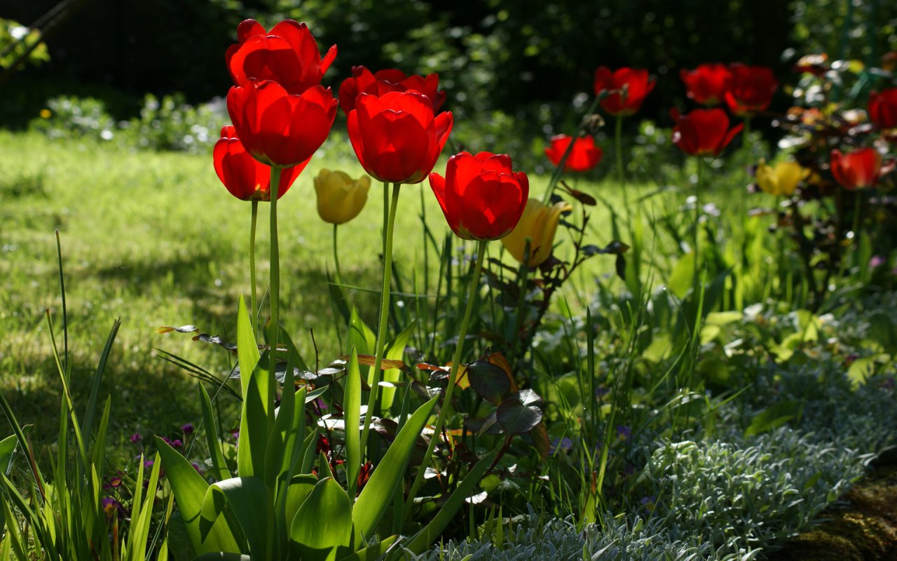 Fonds d'cran Nature Fleurs 