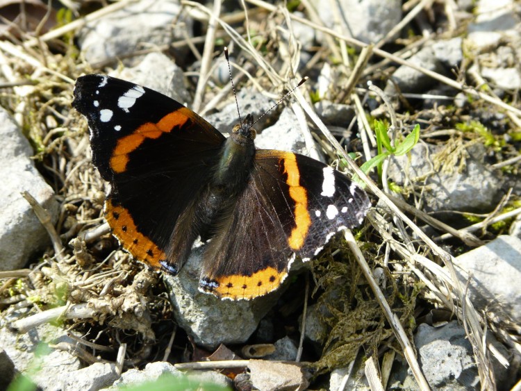 Fonds d'cran Animaux Insectes - Papillons papillon