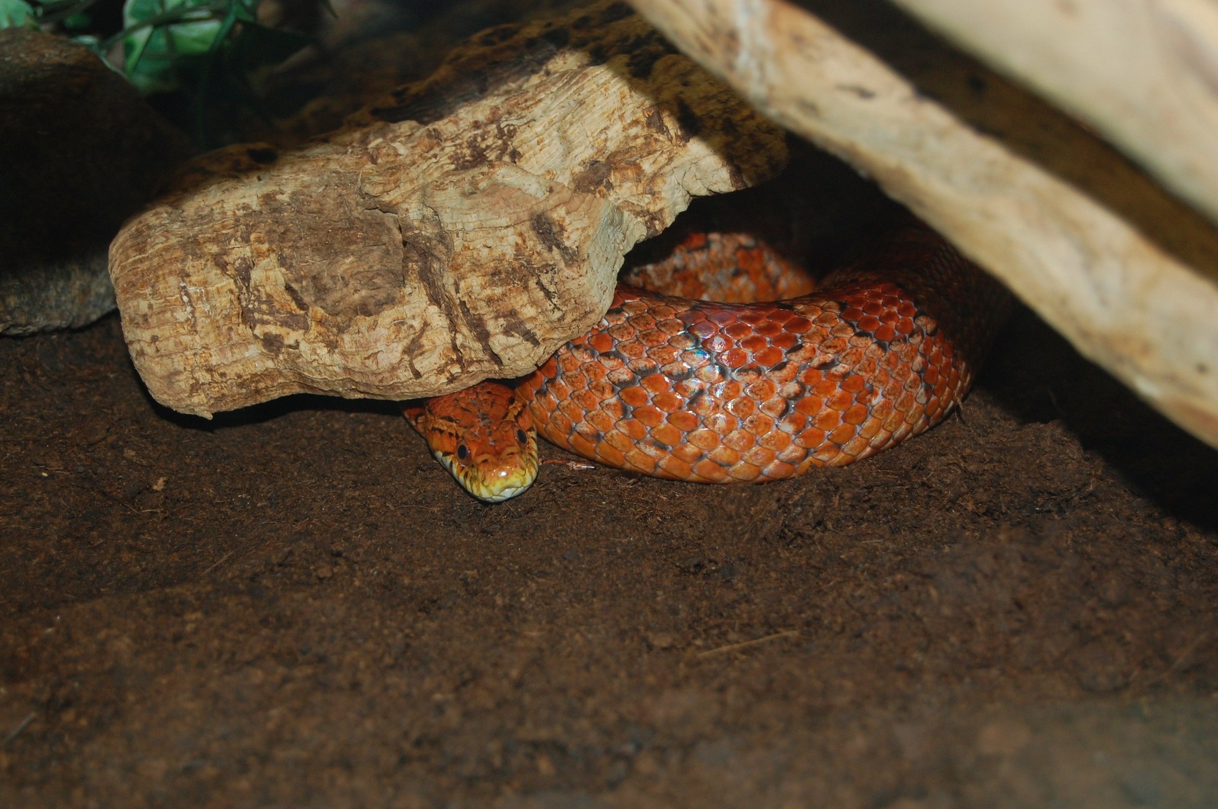 Fonds d'cran Animaux Serpents 