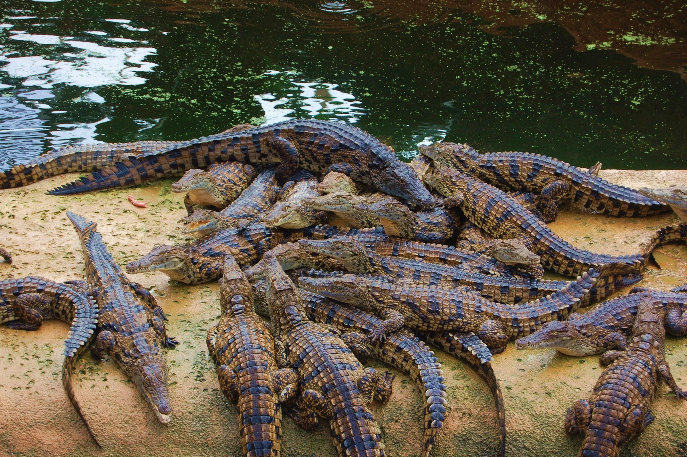 Fonds d'cran Animaux Crocodiles - Alligators - Camans le repas