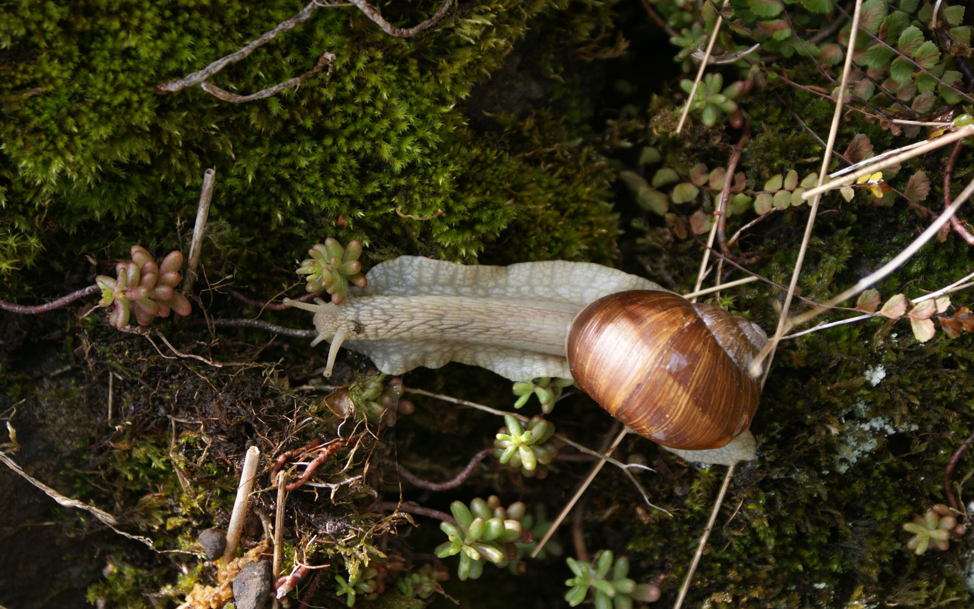 Fonds d'cran Animaux Escargots - Limaces 