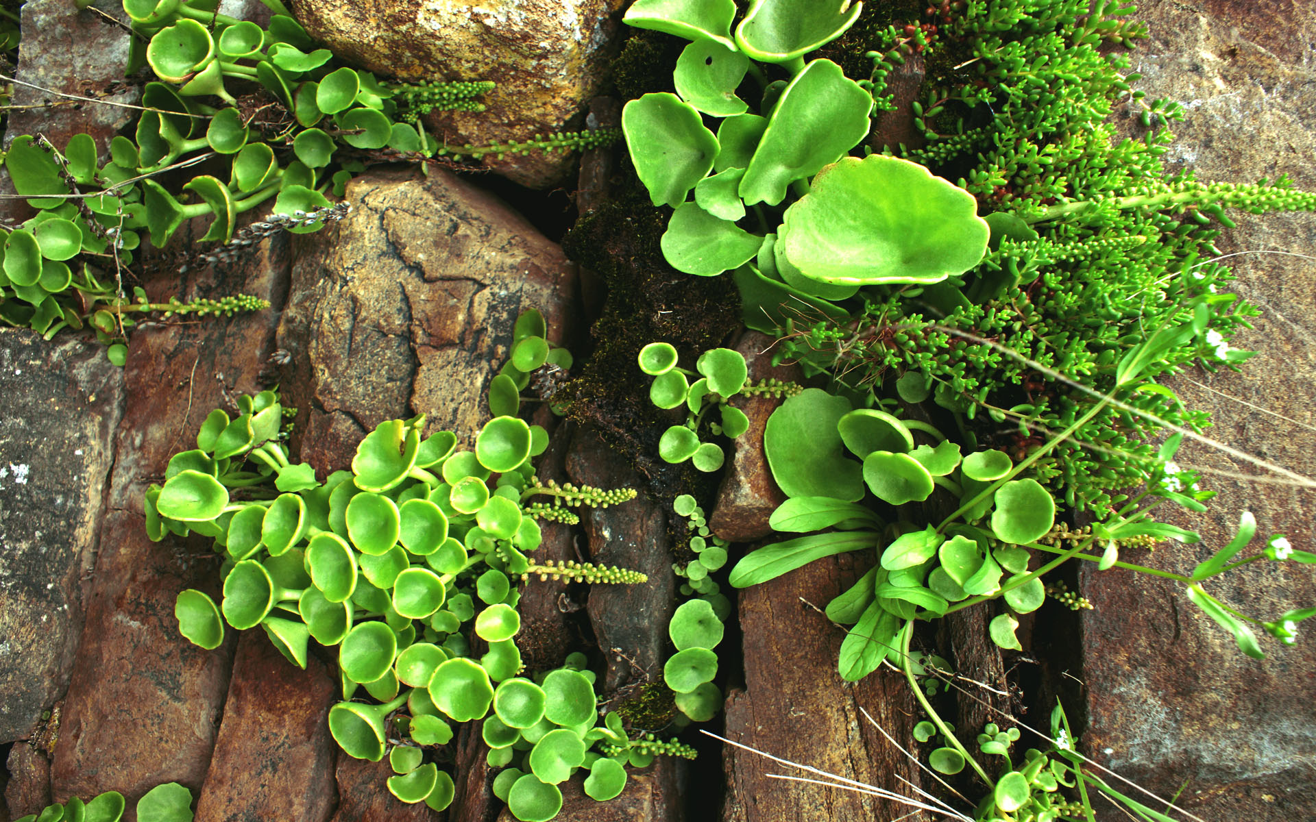 Fonds d'cran Art - Numrique Nature - Arbres, Plantes 